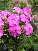 PHLOX PANICULATA PURPLE FLAME