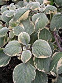 PLECTRANTHUS ARGENTEA HILL HOUSE