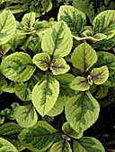 PLECTRANTHUS KELLYS GOLD