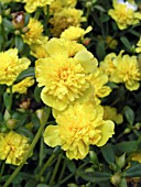 PORTULACA OLERACEA FAIRYTALES SLEEPING BEAUTY