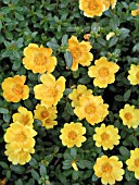 PORTULACA OLERACEA YUBI YELLOW