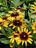 RUDBECKIA HIRTA AUTUMN COLORS