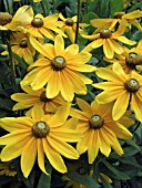 RUDBECKIA HIRTA PRAIRIE SUN