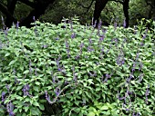 SALVIA INDIGO SPIRES