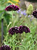 SCABIOSA ATROPURPUREA CHAT NOIR