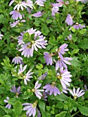 SCAEVOLA BLUE RIBBON