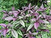 STROBILANTHES DYERIANUS