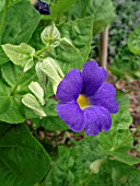 THUNBERGIA BATTESCOMBII