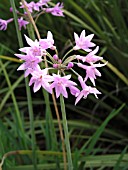 TULBAGHIA VIOLACEA