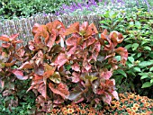 ACALYPHA WILKESIANA