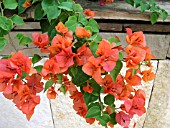 BOUGAINVILLEA ORANGE