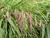 CHASMANTHIUM LATIFOLIUM