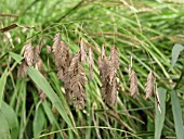 CHASMANTHIUM LATIFOLIUM