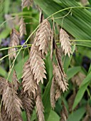 CHASMANTHIUM LATIFOLIUM