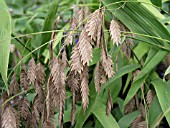 CHASMANTHIUM LATIFOLIUM