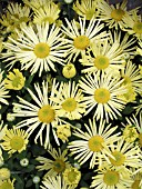 DENDRANTHEMA (CHRYSANTHEMUM) GRANDIFLORA YELLOW ILLUSION