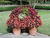 CONTAINER PLANTING BEGONIA, COLEUS, ZINNIA