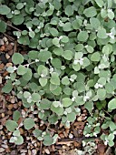 HELICHRYSUM PETIOLATUM WHITE LICORICE