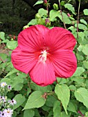 HIBISICUS MOSCHEUTOS RED