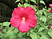 HIBISICUS MOSCHEUTOS RED