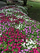 IMPATIENS WALLERIANA MIX