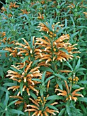 LEONOTIS LEONURUS