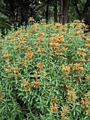 LEONOTIS LEONURUS