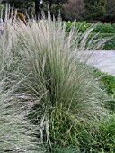 MUHLENBERGIA LINDHEIMERI