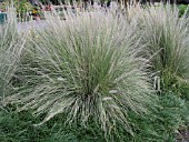 MUHLENBERGIA LINDHEIMERI