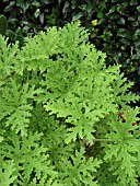 PELARGONIUM CITROSA