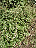 PLECTRANTHUS WHITE SURF