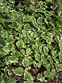 PLECTRANTHUS WHITE SURF