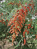 PYRACANTHA COCCINEA