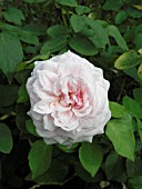 ROSA SOUVENIR DE LA MALMAISON