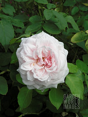 ROSA_SOUVENIR_DE_LA_MALMAISON