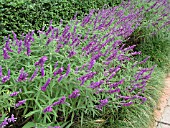 SALVIA LEUCANTHA SANTA BARBARA