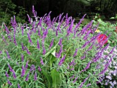 SALVIA LEUCANTHA SANTA BARBARA