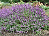 SALVIA LEUCANTHA SANTA BARBARA