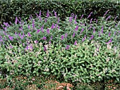 SALVIA LEUCANTHA