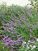 SALVIA LEUCANTHA