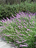 SALVIA LEUCANTHA