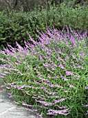 SALVIA LEUCANTHA