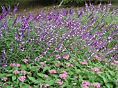SALVIA LEUCANTHA