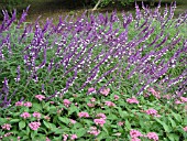 SALVIA LEUCANTHA