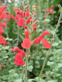 SALVIA MEXICANA TULA