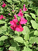 SALVIA MICROPHYLLA SAN CARLOS FESTIVAL