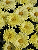 DENDRANTHEMA (CHRYSANTHEMUM) GRANDIFLORA BRIGHT TRACY