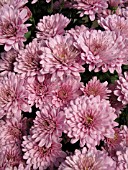 DENDRANTHEMA (CHRYSANTHEMUM) GRANDIFLORA EMILY