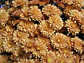 DENDRANTHEMA (CHRYSANTHEMUM) GRANDIFLORA HARVEST EMILY