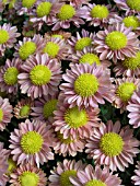 DENDRANTHEMA (CHRYSANTHEMUM) GRANDIFLORA PIPPIN